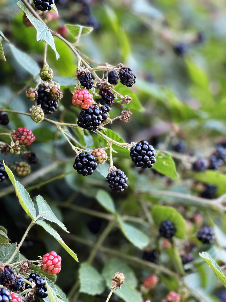 Recipe: Blackberry Jam with Vanilla and Rum
